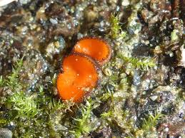 Attēlu rezultāti vaicājumam “Scutellinia scutellata”