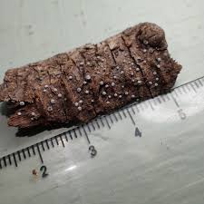 Attēlu rezultāti vaicājumam “Diderma spumarioides”