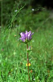 Attēlu rezultāti vaicājumam “Campanula glomerata”