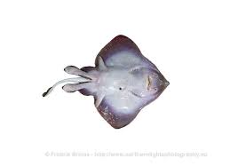 Image result for Amblyraja hyperborea