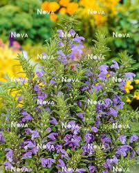 Image result for Dracocephalum moldavicum