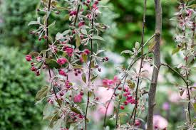 Attēlu rezultāti vaicājumam “Malus purpurea flower”