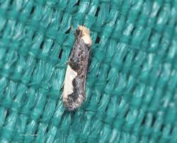 Attēlu rezultāti vaicājumam “Monopis monachella”