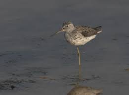 Attēlu rezultāti vaicājumam “Tringa nebularia”