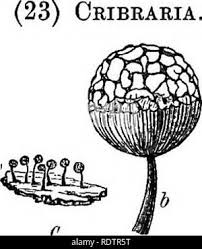 Attēlu rezultāti vaicājumam “Cribraria splendens spores”