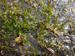 Attēlu rezultāti vaicājumam “Calliergon megalophyllum”