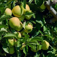 Attēlu rezultāti vaicājumam “Malus domestica”