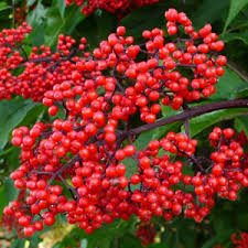 Attēlu rezultāti vaicājumam “Sambucus racemosa”