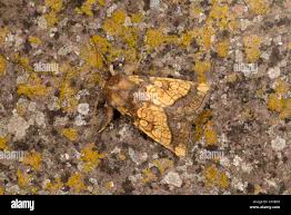 Attēlu rezultāti vaicājumam “Gortyna flavago”