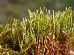 Attēlu rezultāti vaicājumam “Dicranella staphylina macro”