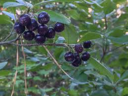 Attēlu rezultāti vaicājumam “Aronia melanocarpa fruit”