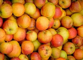 Attēlu rezultāti vaicājumam “Malus domestica fruit”