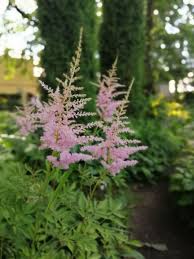Attēlu rezultāti vaicājumam “Astilbe chinensis bud”