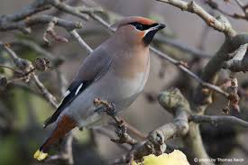 Attēlu rezultāti vaicājumam “Bombycilla garrulus adult”