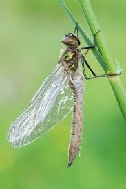 Attēlu rezultāti vaicājumam “Cordulia aenea”