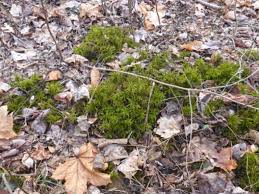 Attēlu rezultāti vaicājumam “Climacium dendroides sporophyte”