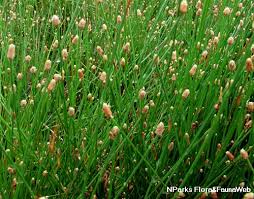 Attēlu rezultāti vaicājumam “Eleocharis palustris flower”
