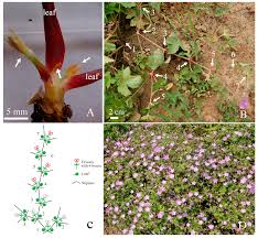 Attēlu rezultāti vaicājumam “Geranium sylvaticum bud”