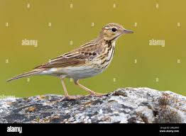 Attēlu rezultāti vaicājumam “Anthus trivialis”