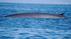 Image result for Balaenoptera physalus