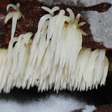 Attēlu rezultāti vaicājumam “Mucronella”