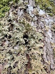 Attēlu rezultāti vaicājumam “Parmeliella triptophylla”