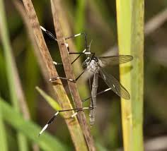 Attēlu rezultāti vaicājumam “Nematocera”