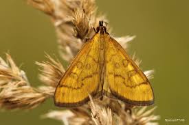 Attēlu rezultāti vaicājumam “Mecyna flavalis”