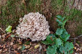 Attēlu rezultāti vaicājumam “Grifola frondosa”