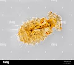 Attēlu rezultāti vaicājumam “Licea pusilla sessile”