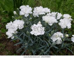 Attēlu rezultāti vaicājumam “Dianthus arenarius bud”