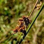 Attēlu rezultāti vaicājumam “Juncus effusus fruit”