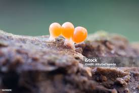 Attēlu rezultāti vaicājumam “Trichia decipiens”