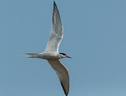 Attēlu rezultāti vaicājumam “Sterna hirundo”