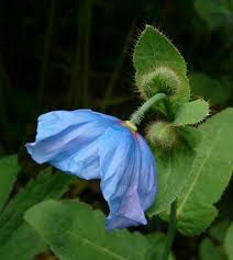 Image result for Scheinmohn