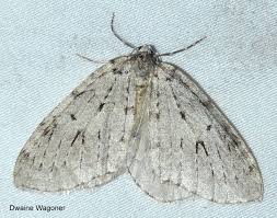 Attēlu rezultāti vaicājumam “Epirrita sp.”