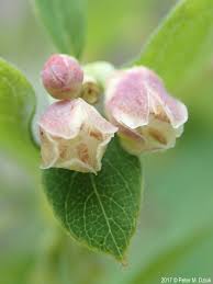 Attēlu rezultāti vaicājumam “Symphoricarpos albus flower”