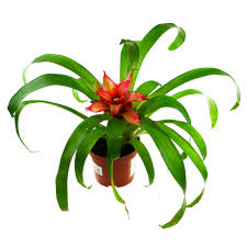 Картинки по запросу гусмания