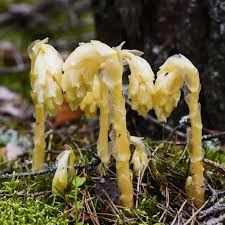 Attēlu rezultāti vaicājumam “Monotropa hypopitys fruit”