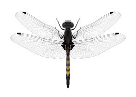 Attēlu rezultāti vaicājumam “Leucorrhinia pectoralis female”