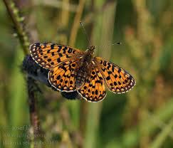 Attēlu rezultāti vaicājumam “Clossiana selene”