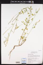 Attēlu rezultāti vaicājumam “Melilotus wolgicus flower”