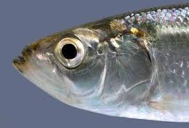 Image result for Alosa chrysochloris