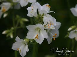 Image result for Polemonium coeruleum album