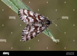 Attēlu rezultāti vaicājumam “Ematurga atomaria”