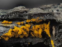 Attēlu rezultāti vaicājumam “Stemonitopsis typhina var. similis”