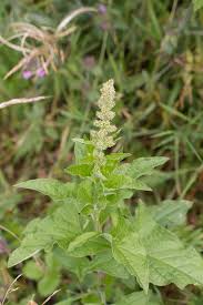 Attēlu rezultāti vaicājumam “Chenopodium bonus-henricus”