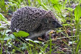 Attēlu rezultāti vaicājumam “Erinaceus roumanicus”