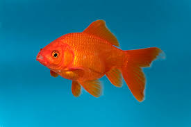 Attēlu rezultāti vaicājumam “Carassius auratus”