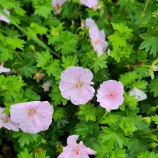 Image result for Storchschnäbel